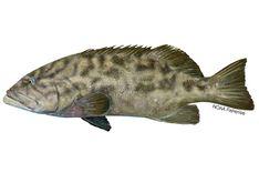 Gulf Grouper